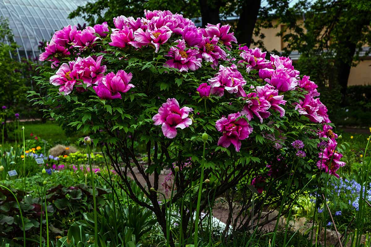 A mature tree peony shrub with large pink blooms in a garden setting