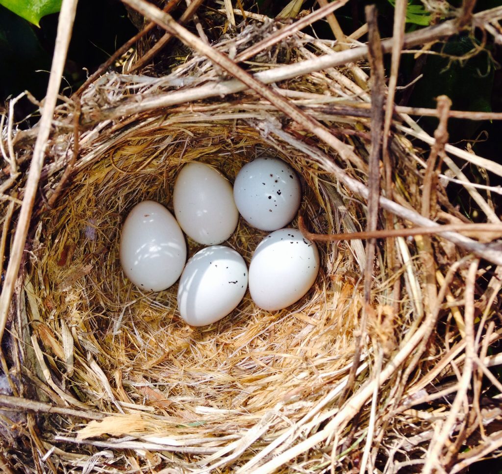 Close-up of pale blue house finch eggs with dark speckles in a nest