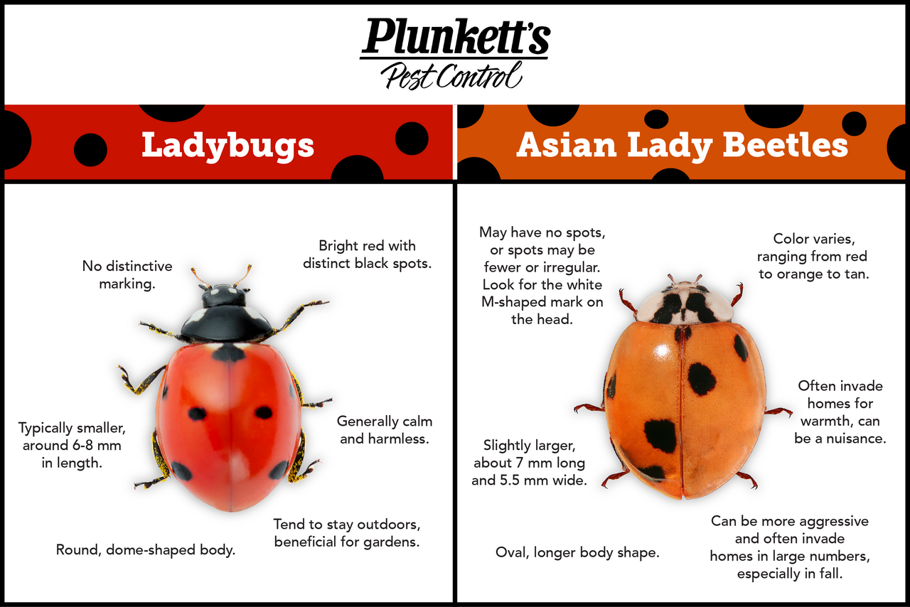 Comparison of Asian lady beetle M mark vs native ladybug pronotum