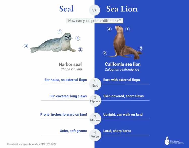 Comparison of seal and sea lion anatomy showing ear flaps and flippers