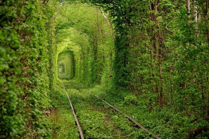 Natural tree tunnel illustrating organic design