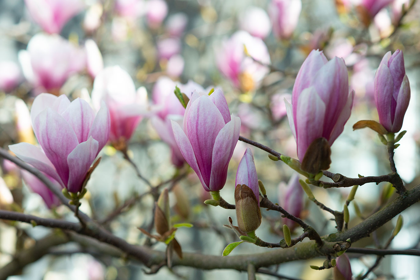 Healthy Magnolia flower in bloom