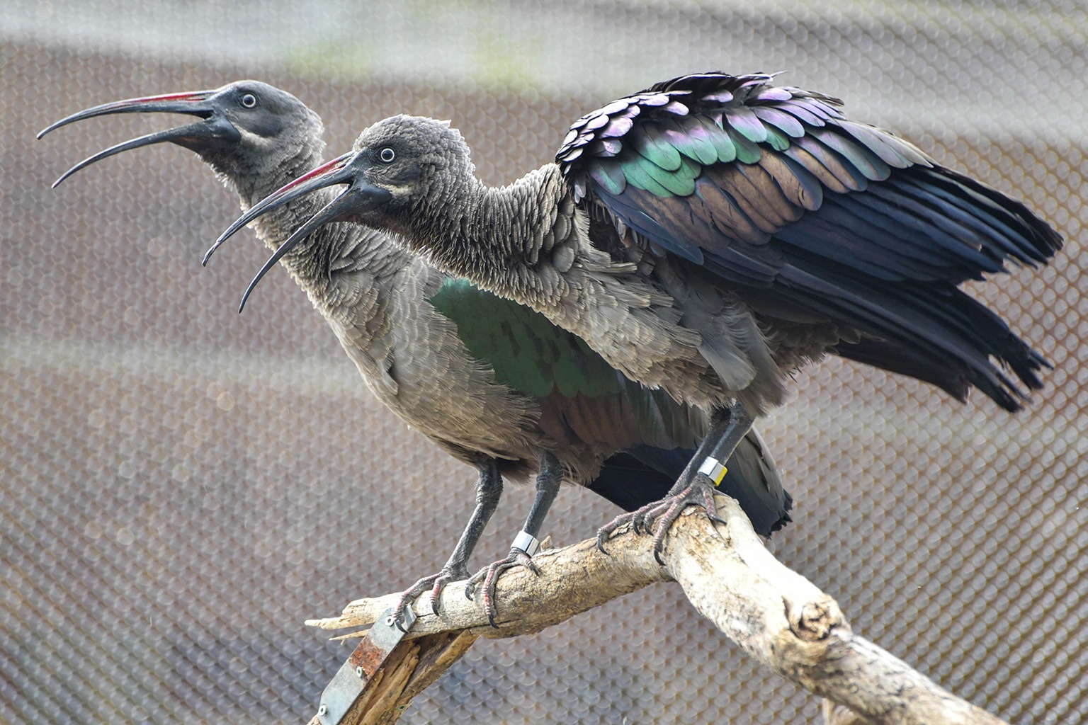 Hadada Ibis standing in a grassy area showing its brown plumage