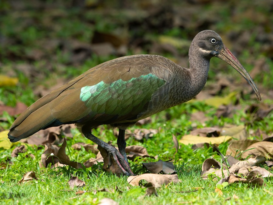 Close up of Hadada Ibis wing showing iridescent green feathers