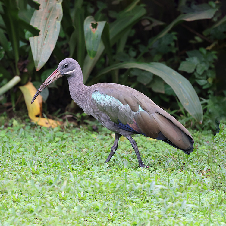 Hadada Ibis head profile showing the white cheek stripe